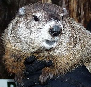 Pic #10 Groundhog Punxsutawney Phil